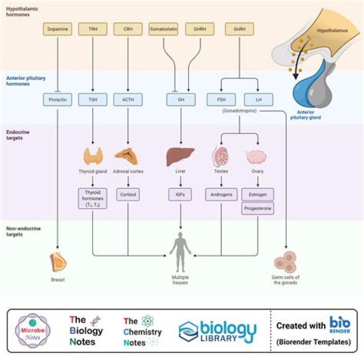 Are anterior pituitary hormones synthesized in the hypothalamus?