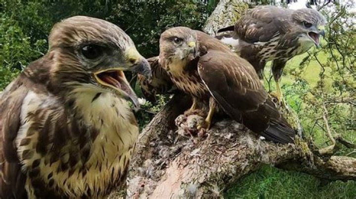 Are buzzards protected in texas?