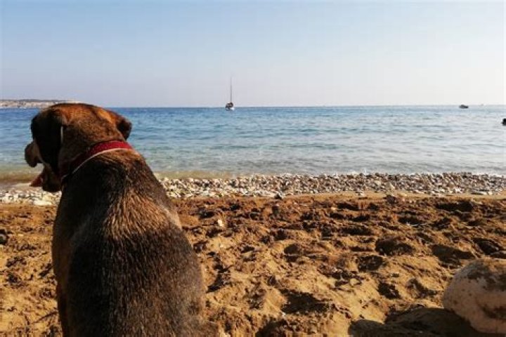 Are dogs allowed on Main Beach Gold Coast?