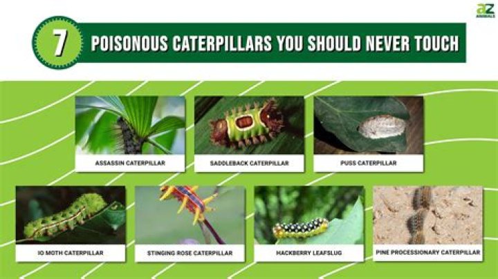 Are Hairy Mary caterpillars dangerous?