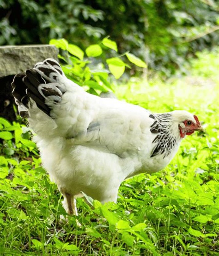 Are light brahmas broody?