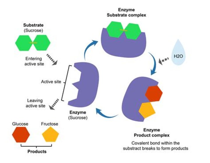 Are sucrase and sucrose the same thing?