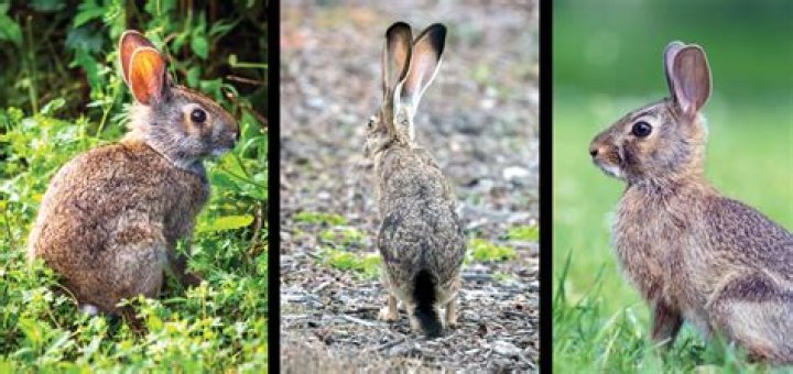Are swamp rabbits dangerous?