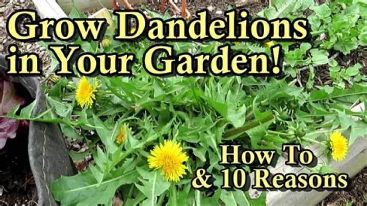 Black desert how to get dandelion