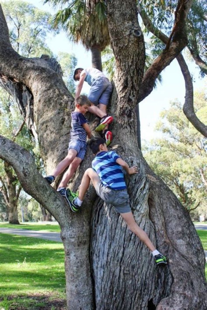 Can goat's climb trees?