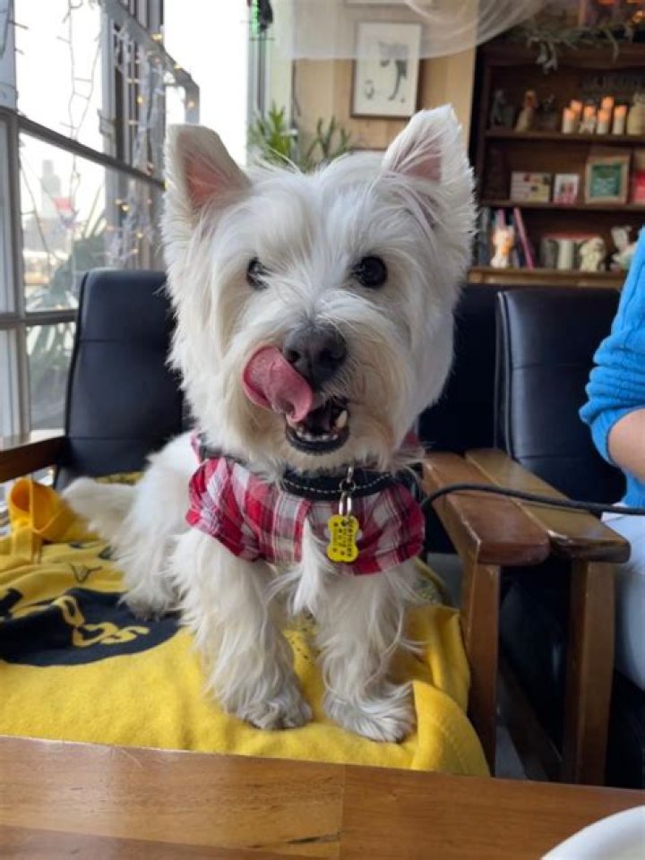 Can I bring my dog to Amsterdam?