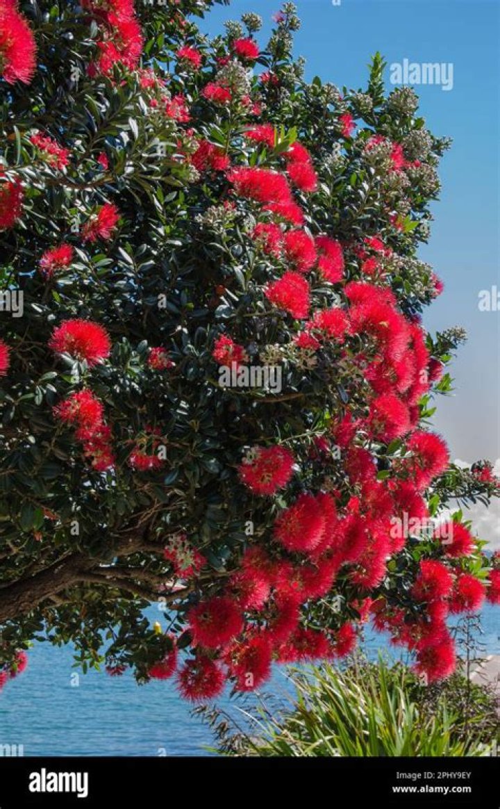 Can i cut down my pohutukawa tree?