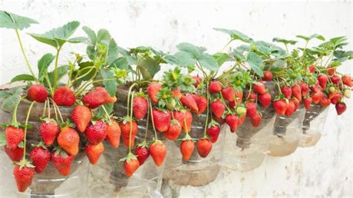 Can you grow strawberries in a glasshouse?