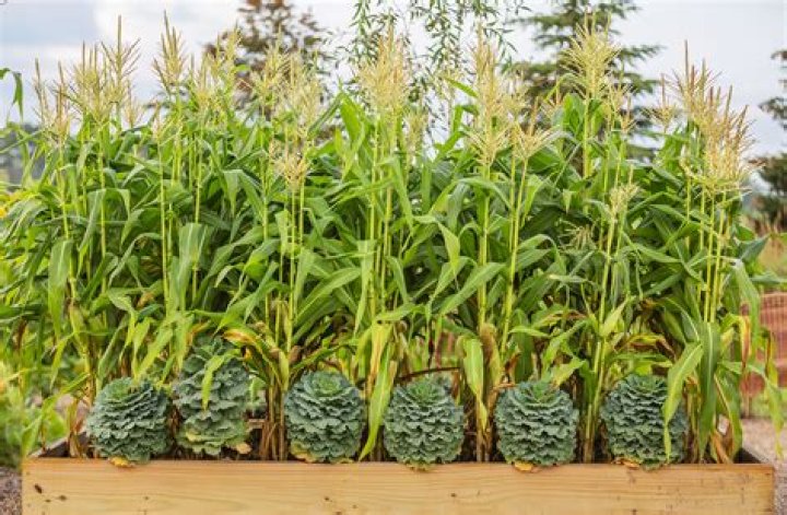 Can you plant corn without tilling?