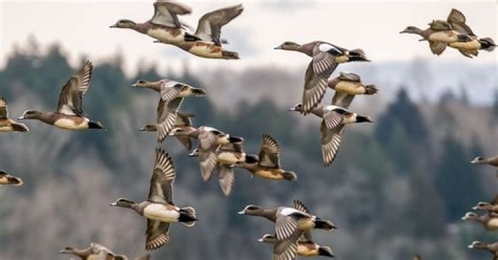 Can you shoot ducks on the water in Illinois?