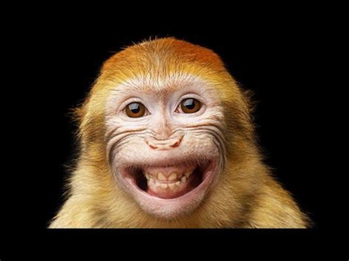 Did hartlepool hung a monkey?