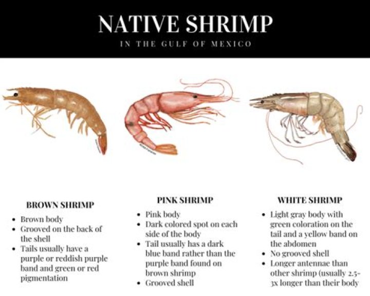 Did shrimp evolve from roaches?