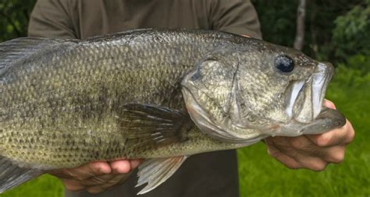 Do Bass survive after being caught?