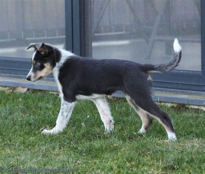 Do Border Collies tails curl?