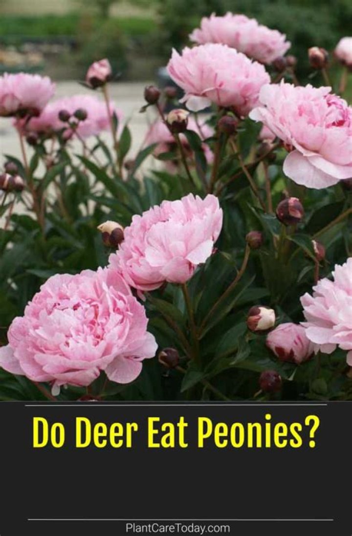 Do deer like to eat peonies?
