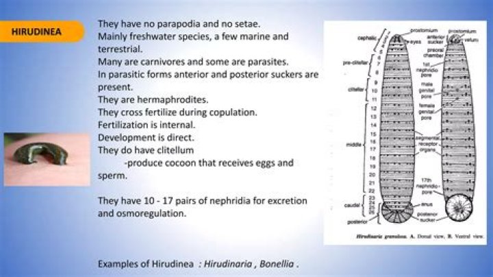 Do hirudinea have setae?