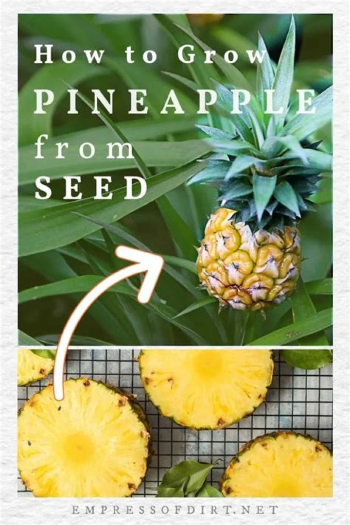 Do pineapple have seeds?