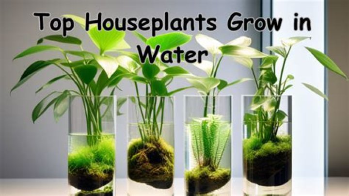 Do plants grow better with rain water?