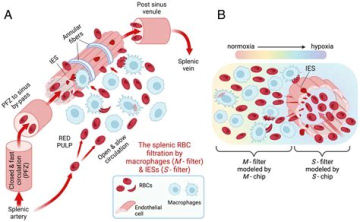 Do red blood cells start with a nucleus?