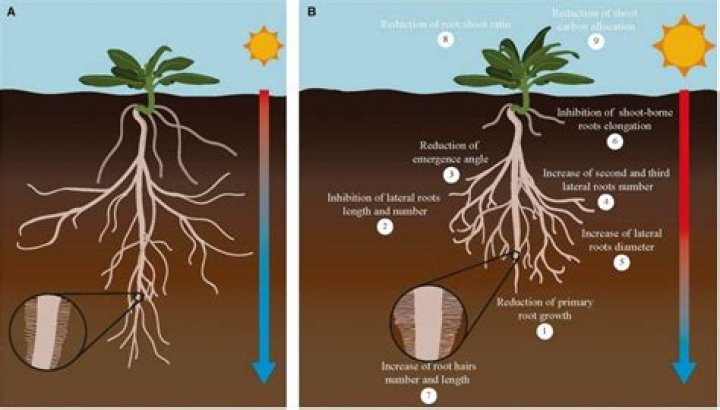 Do roots need sun?