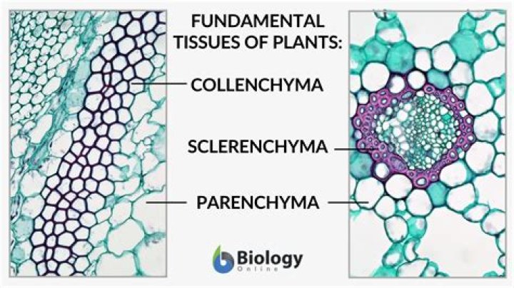 Does sclerenchyma have intercellular spaces?
