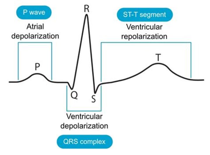 During the electrical heart cycle repolarization refers to the?