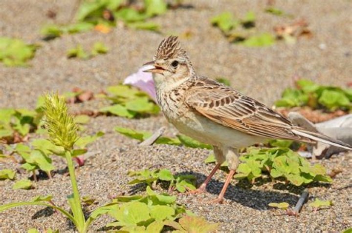 For a lark meaning?