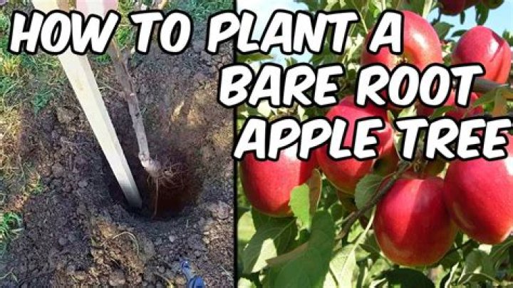 How deep are dwarf apple tree roots?