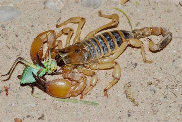 How do Scorpions respire?