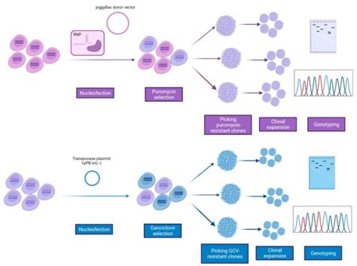 How do you create an isogenic cell line?