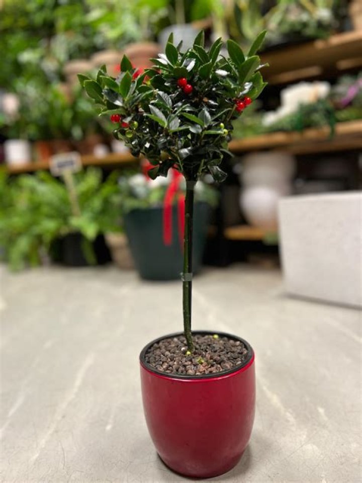 How do you plant Ilex aquifolium?