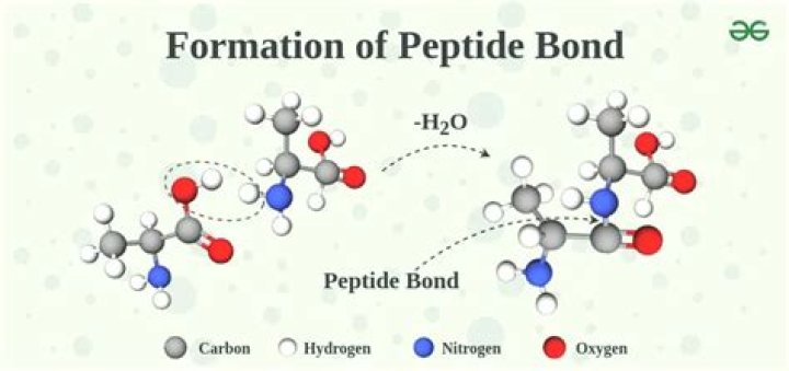 How is a peptide bond broken?