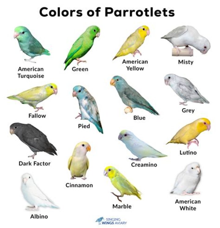 How long do parrotlets live as pets?