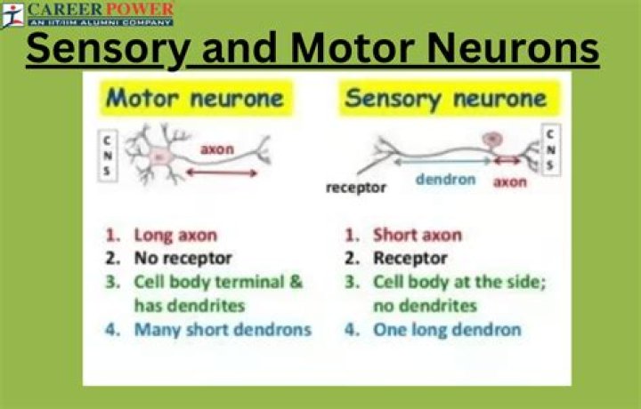 How many modalities can neurons carry?