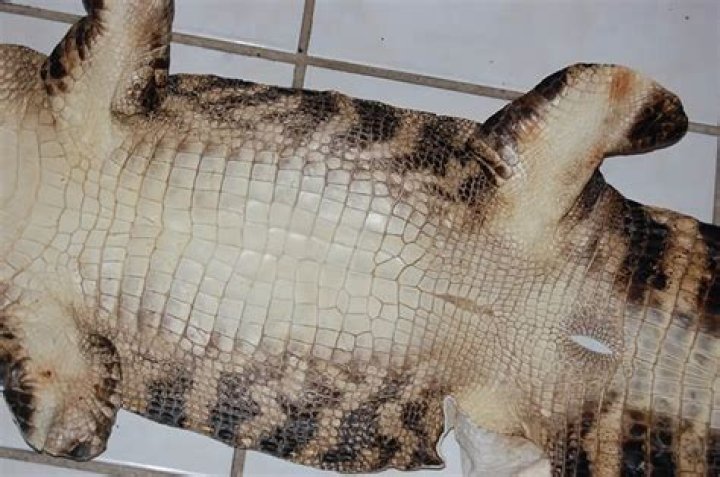 How much does it cost to Tan An alligator hide?