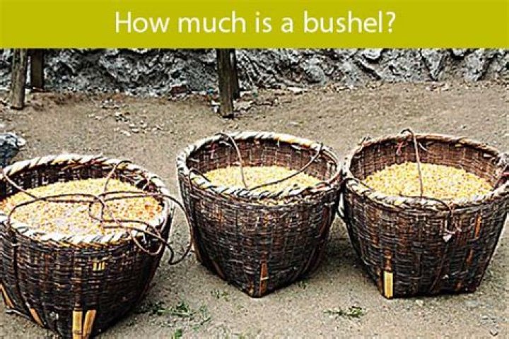 How much is a bushel of organic wheat?