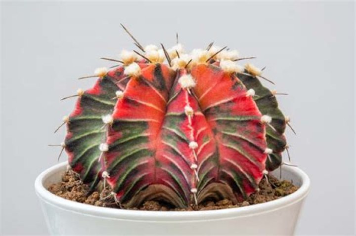 How often should you water a gymnocalycium Mihanovichii?