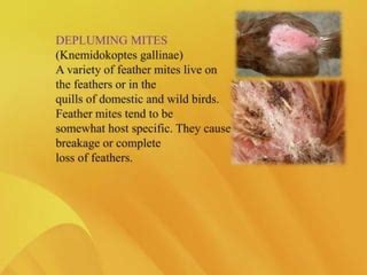 How to get rid of depluming mite?
