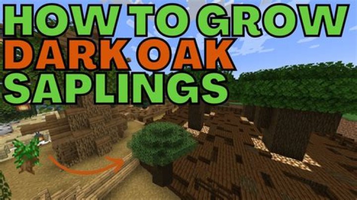 How to grow a dark oak sapling in minecraft