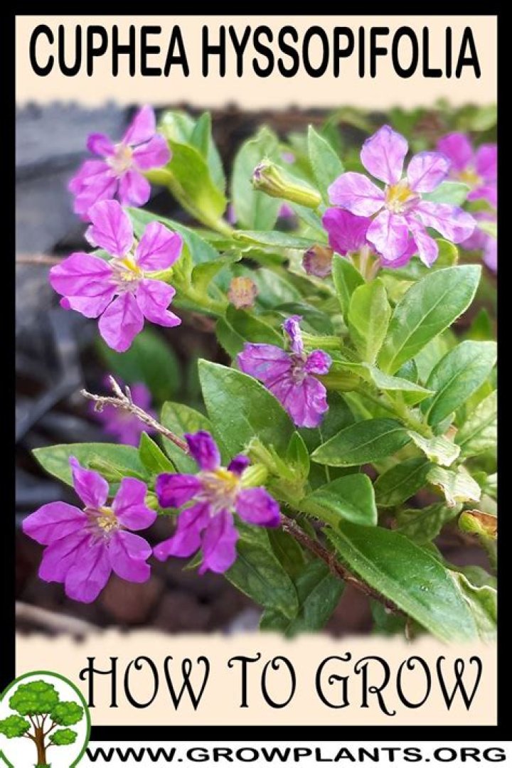 How to grow cuphea hyssopifolia?