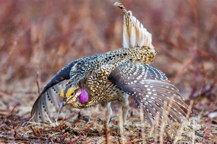 How to hunt sharptail?