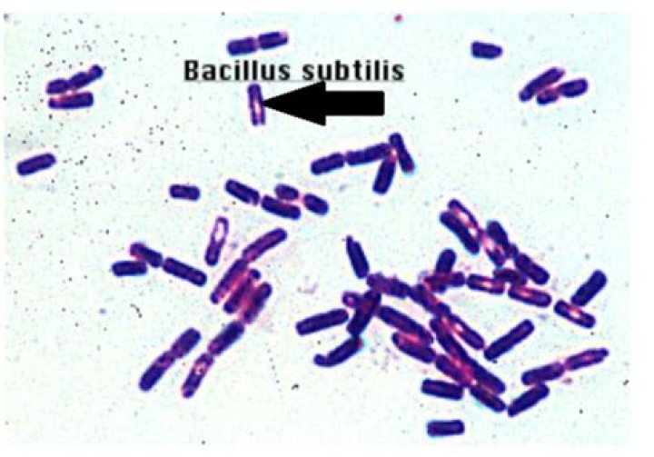 Is Bacillus subtilis a Thermophile?
