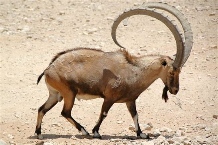 Is IBEX a mammal?