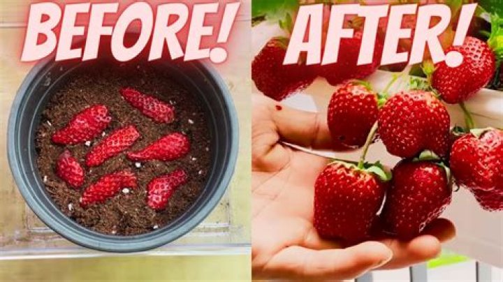 Is it too late to start strawberry seeds?