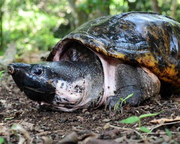 Is musk turtle endangered?