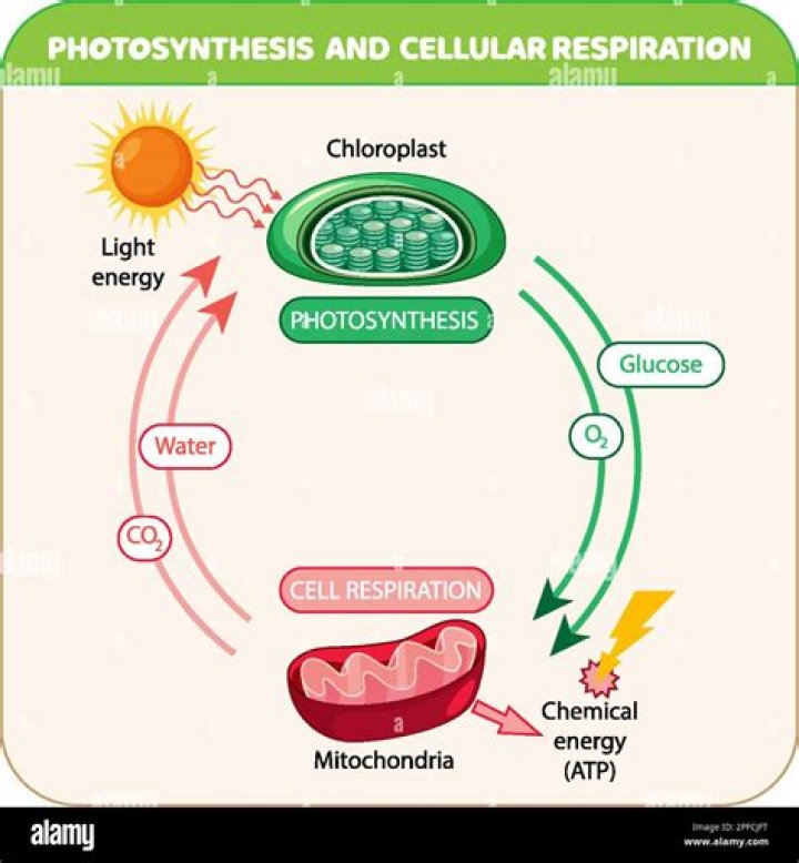 Is photosynthesis related to cellular respiration?