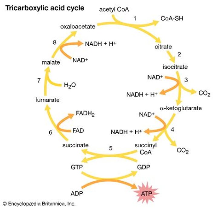 Is tricarboxylic acid cycle?