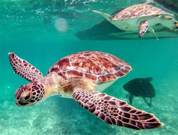 ¿Que pasaria si las tortugas marinas se extinguieran?