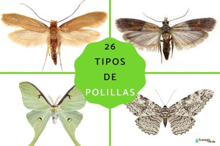 ¿Que tienen las polillas en las alas?