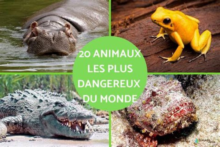 Quel est l'art martial le plus dangereux au monde ?